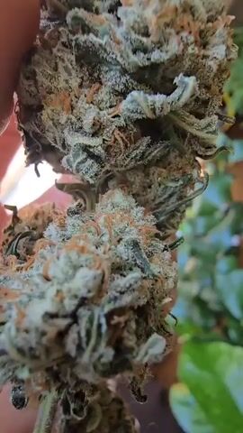 A close-up video shows a hand holding a large bud of cannabis. The bud is light green and covered in trichomes, giving it a frosty appearance. There are also orange pistils visible throughout the bud. The background is slightly out of focus, showing a window and some plants. The hand holding the bud is moving slightly, allowing for different angles of the bud to be seen. There is background noise of children singing.
