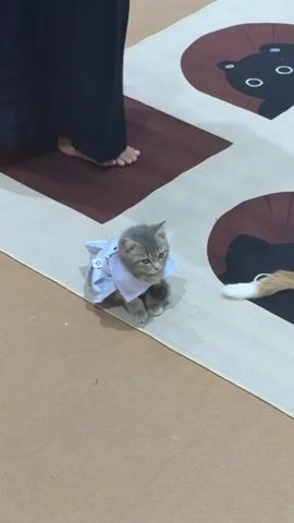 A short video shows a small gray kitten sitting on a rug. The kitten is wearing a white shirt with a collar. A person's legs and feet are visible in the background. The person is wearing a dark skirt and a light-colored shirt. Another cat, mostly out of frame, has an orange tail and a pink skirt. The person's foot is near the second cat.