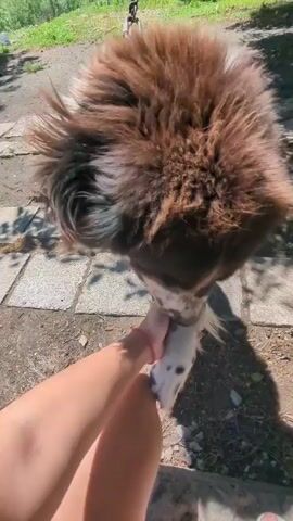 A person's leg and hand are visible in the foreground of the video. The hand is stroking a dog's head and face. The dog is large, with shaggy brown and white fur. The dog's nose is speckled black and white. The dog is standing on a paved surface with dirt and gravel visible. In the background, there are trees, a fence, and what appears to be a green greenhouse. The lighting suggests it is daytime and sunny. The video is shot from a low angle, looking up at the dog.