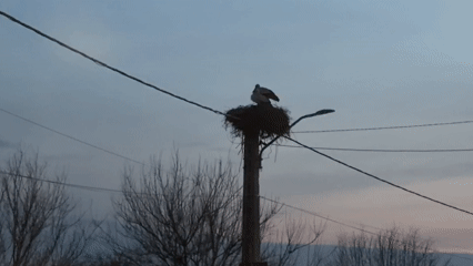 Stork nests on utility pole in Romanian village