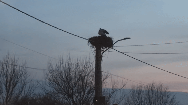 Stork nests on utility pole in Romanian village