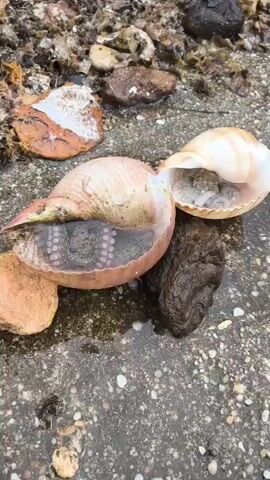 The video shows two large, empty shells on a wet, rocky surface. In the foreground, a large, light brown shell is partially open, revealing the coiled tentacles and body of a small octopus nestled inside. The octopus's suckers are visible as small, pale circles. To the right, another shell is also open, with a small octopus curled up inside. The surface appears to be near a body of water, with water droplets visible on the shells and rocks. The lighting suggests it is daytime.