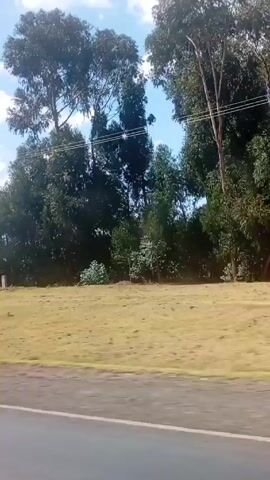 The video shows a rural roadside scene in daylight under a blue sky with scattered clouds. The camera is moving, likely from a vehicle, and filming the landscape next to a road. The immediate foreground is the asphalt road itself. Beyond the road, a grassy field stretches, dotted with sparse vegetation and trees. A few simple structures, including what appear to be modest houses or sheds with blue roofs, are visible further into the field. A person, possibly walking, is seen in the first few seconds of the video. Later, animals resembling goats or sheep appear grazing in the field. There are also telephone poles with wires.