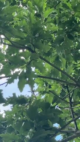 The video opens looking up through the branches and leaves of a large tree, with patches of blue sky and white clouds visible through the canopy. The camera then pans down slightly, revealing a wide shot of a park. In the center of the frame, a large tree with a substantial trunk stands in a grassy clearing. The ground is covered in well-maintained green grass. In the distance, beyond the clearing, dense green foliage forms a backdrop. Two indistinct figures are visible in the far distance on the right side of the frame, and a signpost is visible in the far distance on the left side of the frame. The overall impression is a serene and natural park setting on a bright, partly cloudy day.
