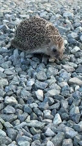 This video, filmed in Pychanki, Russia, shows a small hedgehog curled up on a bed of grey gravel. The hedgehog is the central subject, its spiky back a mixture of brown and black. It is positioned in the upper portion of the frame, with its head lowered and facing towards the right, appearing to sniff the ground. The surrounding gravel is composed of various sizes of stones, creating a textured surface that fills the rest of the screen. A few small, green sprigs of grass are visible to the right of the hedgehog, providing a slight contrast to the predominantly grey landscape. The lighting suggests it may be late afternoon or early evening, with soft, natural light illuminating the scene. The hedgehog's posture and the surrounding quiet setting imply a moment of stillness or perhaps caution. There is no visible text in the video.