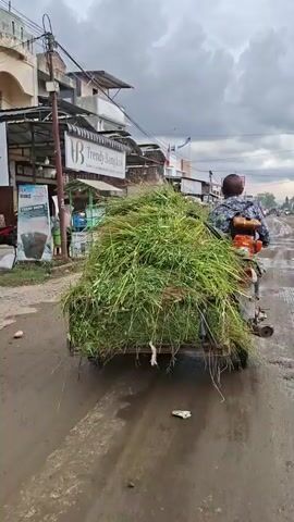 A person on a motorcycle is pulling a trailer filled with a large amount of green grass down a dirt road. The motorcycle has an orange engine mounted on the back of the trailer. The road is wet and muddy. There are buildings on the left side of the road, including one with a sign that says "Trendy Bangkok". The sky is overcast.