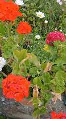 A flourishing Telavi garden in full summer bloom