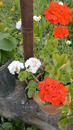 A flourishing Telavi garden in full summer bloom