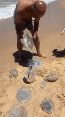 Large jellyfish wash ashore at Ashdod beach, draw crowds