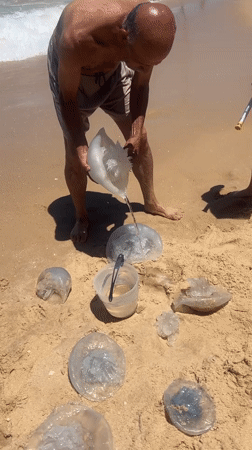 Large jellyfish wash ashore at Ashdod beach, draw crowds