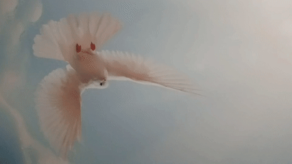 White doves spotted with wooden birdhouse in Monteavan indoor setting