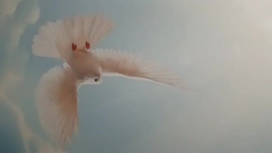 White doves spotted with wooden birdhouse in Monteavan indoor setting
