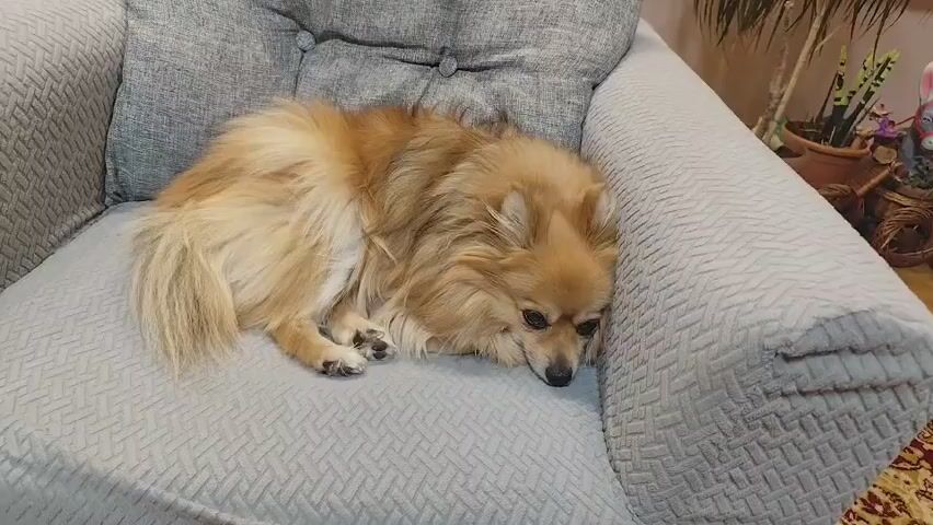 A fluffy, tan Pomeranian dog is lying on a gray upholstered armchair. The dog is curled up with its head resting on its paws, facing the right side of the frame. Its eyes are partially closed, and it appears to be resting or sleeping. The armchair has a textured fabric and buttons on the backrest. In the background, a wooden floor is visible, along with a colorful rug. To the right of the dog, there are several potted plants and decorative items, including a small donkey figurine. The lighting is warm, suggesting an indoor setting. The camera is stationary, filming the dog from a medium shot.