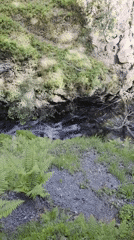 Stream and waterfall documented in Irish woodland ravine
