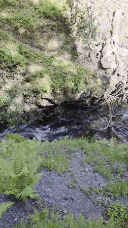 Stream and waterfall documented in Irish woodland ravine