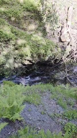 The video shows a small stream flowing through a shaded, rocky ravine. Lush green ferns and other vegetation grow along the edge of the stream and on the surrounding rocks and ledges. The stream appears shallow and clear, with some turbulence as it flows over rocks. The overall scene is peaceful and natural, suggesting a secluded, wooded area. The lighting is soft, filtering through the trees.