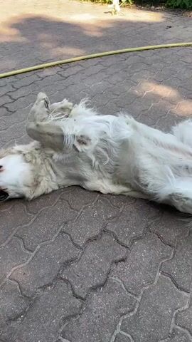 A white, fluffy dog, resembling a Golden Retriever, is seen lying on its back on a paved surface, wiggling and squirming. Its paws are in the air, and its belly is exposed as it rolls around on the gray, interlocking pavers. The dog's mouth is slightly open, and it appears to be enjoying the activity. In the background, there's a patch of green foliage and a yellow hose lying on the ground. Sunlight casts shadows on the paved area, indicating it's daytime. A voice in the background can be heard speaking, seemingly addressing the dog with an affectionate tone, including the word "molodets" (good boy/girl). The scene takes place outdoors, possibly in a backyard or patio in Wielka Wieś, Poland.