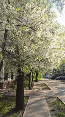 Spring blossoms captured along Khimki pathways early morning