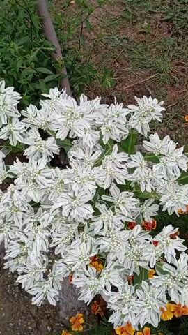 This is a video of a garden bed with two types of flowers. The main focus is on a cluster of white flowers with green veins, possibly poinsettias, in the foreground. To the right and interspersed with the white flowers are smaller, orange and yellow flowers, possibly marigolds. The flowers are in bloom and appear healthy. The background consists of green grass and brown soil, suggesting an outdoor setting. The video pans slightly to the right, revealing more of the orange and yellow flowers. There are no people or animals visible in the video.