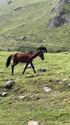 A horse walks across a grassy field. In the background, a steep, rocky hill rises. A dark object, possibly another animal, is on the horse's back.
