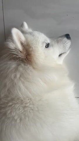 The video is a close-up shot of a white Samoyed dog lying down on a tiled floor. The dog is looking upwards and to the right, with its head tilted slightly. Its fur is fluffy and white, and its ears are perked up. The background is a light-colored tile floor. The video is short, lasting only a few seconds, and the camera is held steady. There are no other people or objects visible in the frame.