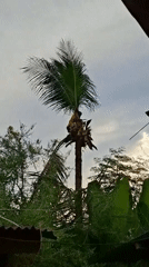 Worker climbs coconut palm tree in Lhokseumawe, Indonesia
