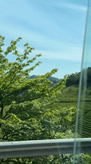 Tea plantations viewed from moving vehicle in Jundiping, China