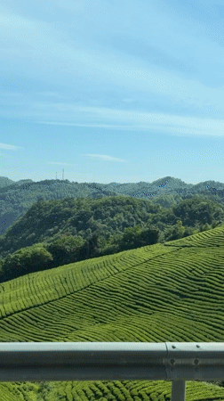 Tea plantations viewed from moving vehicle in Jundiping, China