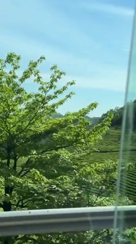 Tea plantations viewed from moving vehicle in Jundiping, China
