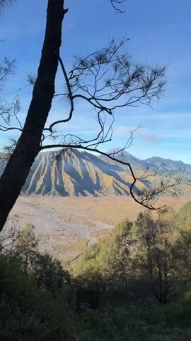 The video pans across a volcanic landscape under a clear blue sky. In the foreground, the tops of trees and foliage are visible, with a dark, silhouetted tree trunk dominating the right side of the frame. In the middle ground, a vast, sandy plain stretches out, marked by dry riverbeds. Majestic, jagged mountains rise in the background, their slopes catching the sunlight. In the far distance, a cone-shaped volcano, possibly Mount Bromo, is faintly visible, with a plume of smoke or steam rising from its peak. Towards the end of the video, a person stands with their arms crossed in front of the imposing mountain range, framed by the trees in the foreground. The overall impression is one of a serene, natural landscape, possibly captured at sunrise or sunset given the lighting.