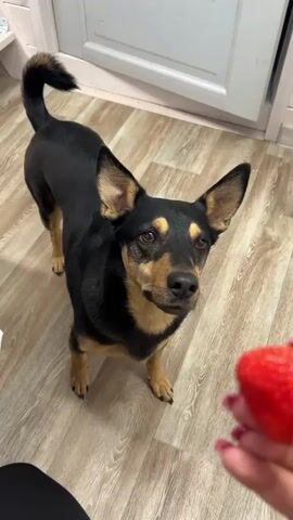 A person is holding a bright red strawberry in front of a medium-sized black and brown dog. The dog is standing on a light brown wood-look floor. The person extends the strawberry towards the dog, and the dog opens its mouth wide to bite the strawberry. The person's hand is visible, and they are wearing red nail polish. The dog is looking at the strawberry with anticipation. A white cabinet is visible in the background. The dog's tail is wagging slightly.
