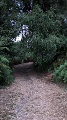 A first-person perspective video captures a dirt path through a wooded area. The path is narrow and surrounded by dense green foliage, including trees and ferns. The ground on the path is covered with dry leaves and dirt. The lighting suggests it is daytime, but the canopy of leaves creates a shaded environment. The camera movement is smooth, indicating a walking pace along the path, which appears to gently curve upwards into the trees. There are no people or animals visible in the frame. The overall scene is natural and serene, with the focus on the pathway leading into the forest.