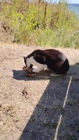 A black and white cat is eating a piece of meat on the ground. The cat is in the foreground, with dry grass and some shadows around it. In the background, there are some green bushes and a body of water under a clear sky. The sun is shining, casting shadows.