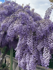 Purple wisteria blooms cascade from residential building in Bulgaria