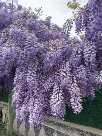 Purple wisteria blooms cascade from residential building in Bulgaria