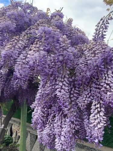 Purple wisteria blooms cascade from residential building in Bulgaria