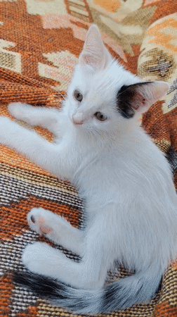 Kittens playing, napping, and cuddling in Konyaaltı