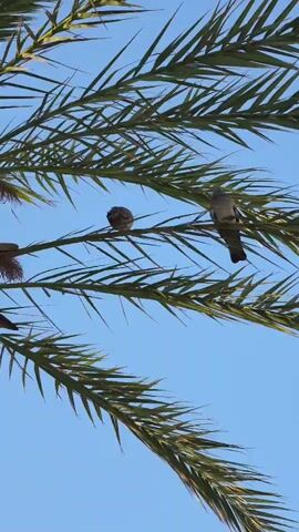 The video shows two birds perched on the fronds of a palm tree. The sky is a clear blue. The fronds are green and extend across the frame. The bird on the left is facing left and appears to be preening. The bird on the right is facing right and is looking down. The lighting suggests it is daytime.
