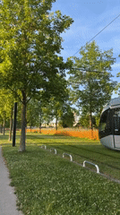 White tram travels tree-lined route in Toulouse