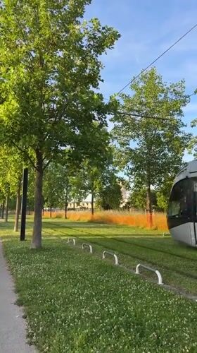 White tram travels tree-lined route in Toulouse