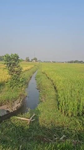 The video shows a gently flowing stream running through a vibrant green rice paddy field under a clear blue sky. Tall green grass lines the banks of the stream, with a small tree on the left side of the frame. In the distance, the silhouettes of buildings and trees suggest a rural settlement. The sun casts a soft light on the scene, highlighting the lushness of the crops. The camera appears to be moving slowly, capturing the serene agricultural landscape.