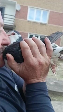 A person's hands hold a pigeon. The pigeon has black, white, and iridescent green feathers. Its feet are visible and appear pinkish-red. The person is wearing a dark blue shirt. The background shows a building with brown and beige siding and a window. There is also a blurred car and an outdoor setting. The video is very short, showing only the hands interacting with the pigeon.