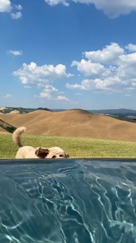 The media file features a small, light brown poodle standing at the edge of a swimming pool. The dog is positioned with its front paws on the pool's edge, its head bent downwards as if to drink or investigate the water.

The setting is an outdoor landscape with rolling, golden-brown hills in the background under a clear blue sky dotted with fluffy white clouds. The hills appear to be dry and sun-baked, suggesting a warm climate. The foreground is dominated by the surface of the pool, which has a deep blue-green hue and exhibits ripples on its surface, indicating movement or wind.

The activity captured is the dog interacting with the pool. Its posture and focused gaze suggest curiosity or perhaps a desire to drink. The overall mood conveyed is peaceful and idyllic, with the dog as the central subject enjoying the natural surroundings.

The time of day appears to be daytime, likely midday or afternoon, given the bright sunlight illuminating the scene and casting subtle shadows. The weather is fair and sunny, consistent with a summer day in a warm region. The mention of "Asciano, Italy" provides a specific geographical context for the rolling hills and landscape. There is no visible text within the media file.