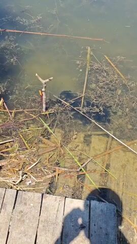 The video shows a close-up view of a body of water, likely a pond or lake, with murky greenish-brown water. A simple Y-shaped wooden stick is stuck vertically into the muddy bottom of the water, serving as a makeshift rod holder. Various reeds, plant debris, and thin branches are scattered both in the water and along the edge. In the foreground, a weathered wooden dock or platform is visible, with planks running horizontally. The lighting suggests it is daytime, with sunlight casting shadows on the dock. The water's surface has a ripple effect, indicating some movement. The overall scene depicts a natural, somewhat unkempt waterside environment, possibly set up for fishing.