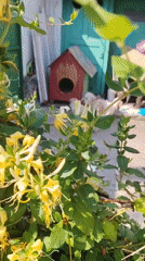 Morning at home: flowers, dogs, budgies, and everyday scenes