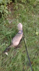 Ferrets explore a Kyiv park while a tabby lounges at home