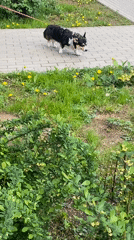 Morning dog walk and spring blooms documented in Saint Petersburg