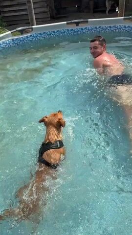 A man and a dog are swimming in a backyard pool. The dog is in the foreground, swimming away from the camera with a black harness on. The man is in the background, partially submerged in the water, looking at the dog and smiling. The pool is filled with clear blue water and has a patterned border. Behind the pool, there is a wooden fence and some vegetation. The sun is shining, casting a bright light on the scene.