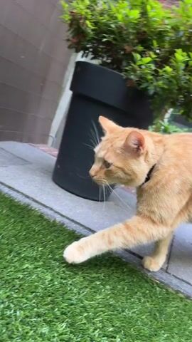 A short video clip shows an orange tabby cat with a black collar walking on artificial turf. The cat is seen from the side and then turns to look up at a slatted wall or blind. The background includes a brown wall and some greenery. The video captures the cat's movements and its curiosity about its surroundings.