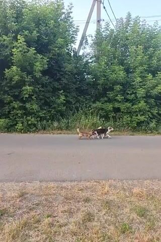 Two dogs, one brown and white and the other predominantly black and white, are interacting on an asphalt road. The brown and white dog is on its side, and the black and white dog appears to be standing over it, possibly playing or interacting. The road is bordered by dry grass on the left and lush green trees and foliage on the right. Electrical poles and wires are visible against a clear sky. The scene appears to be outdoors in a rural or semi-rural setting.